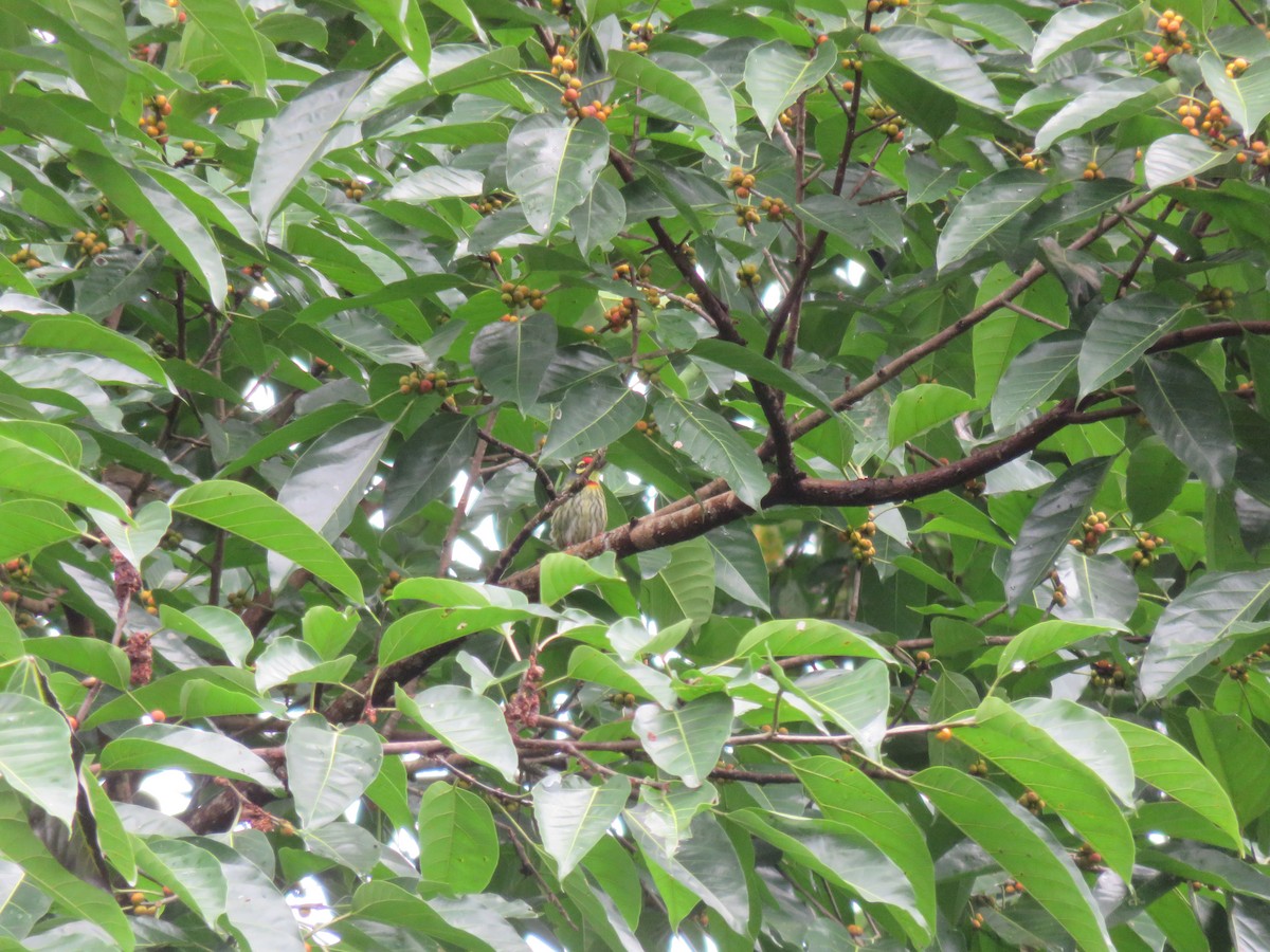 Coppersmith Barbet - ML46642851