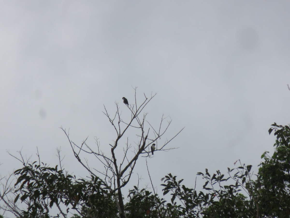 Philippine Falconet - ML46642861