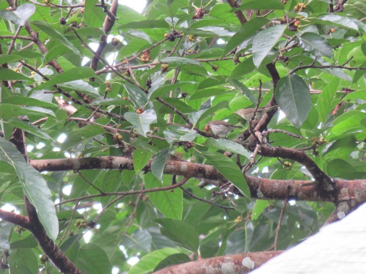 Arctic Warbler - ML46642871