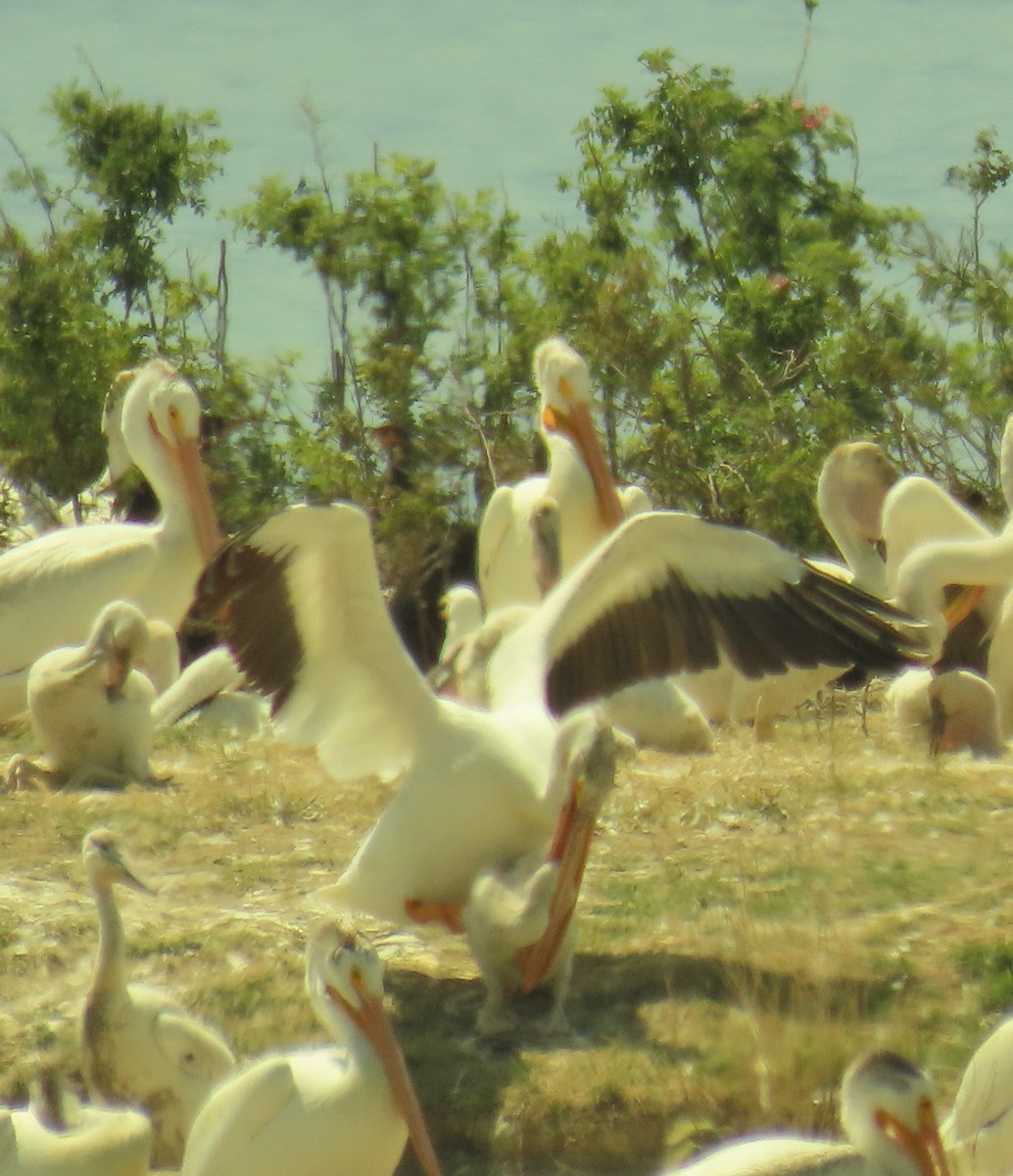 American White Pelican - ML466429431