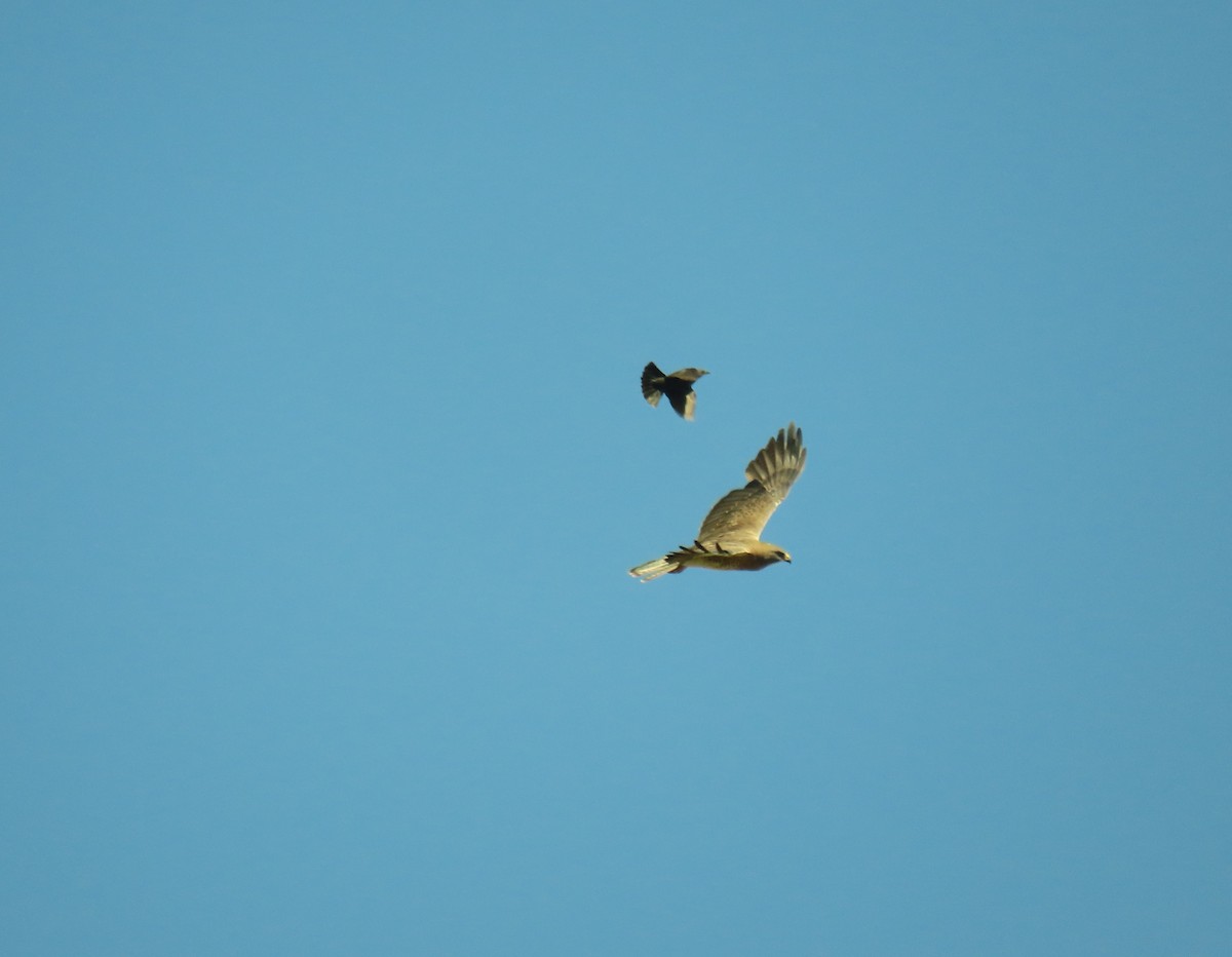 Swainson's Hawk - ML466429751