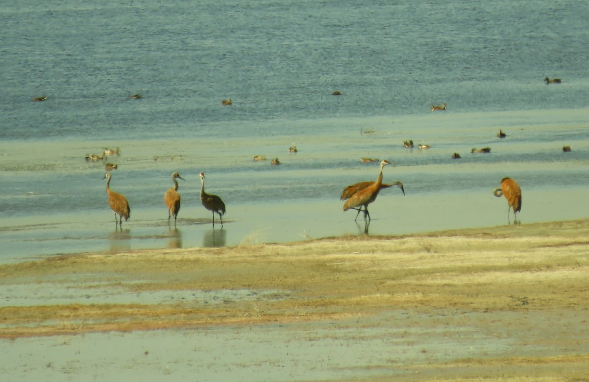 Sandhill Crane - ML466429971