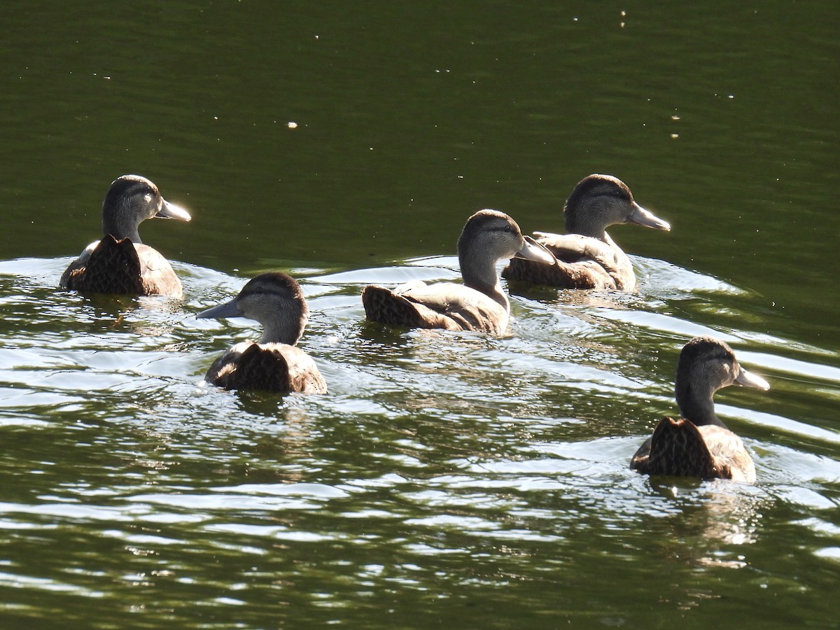 American Black Duck - ML466430071