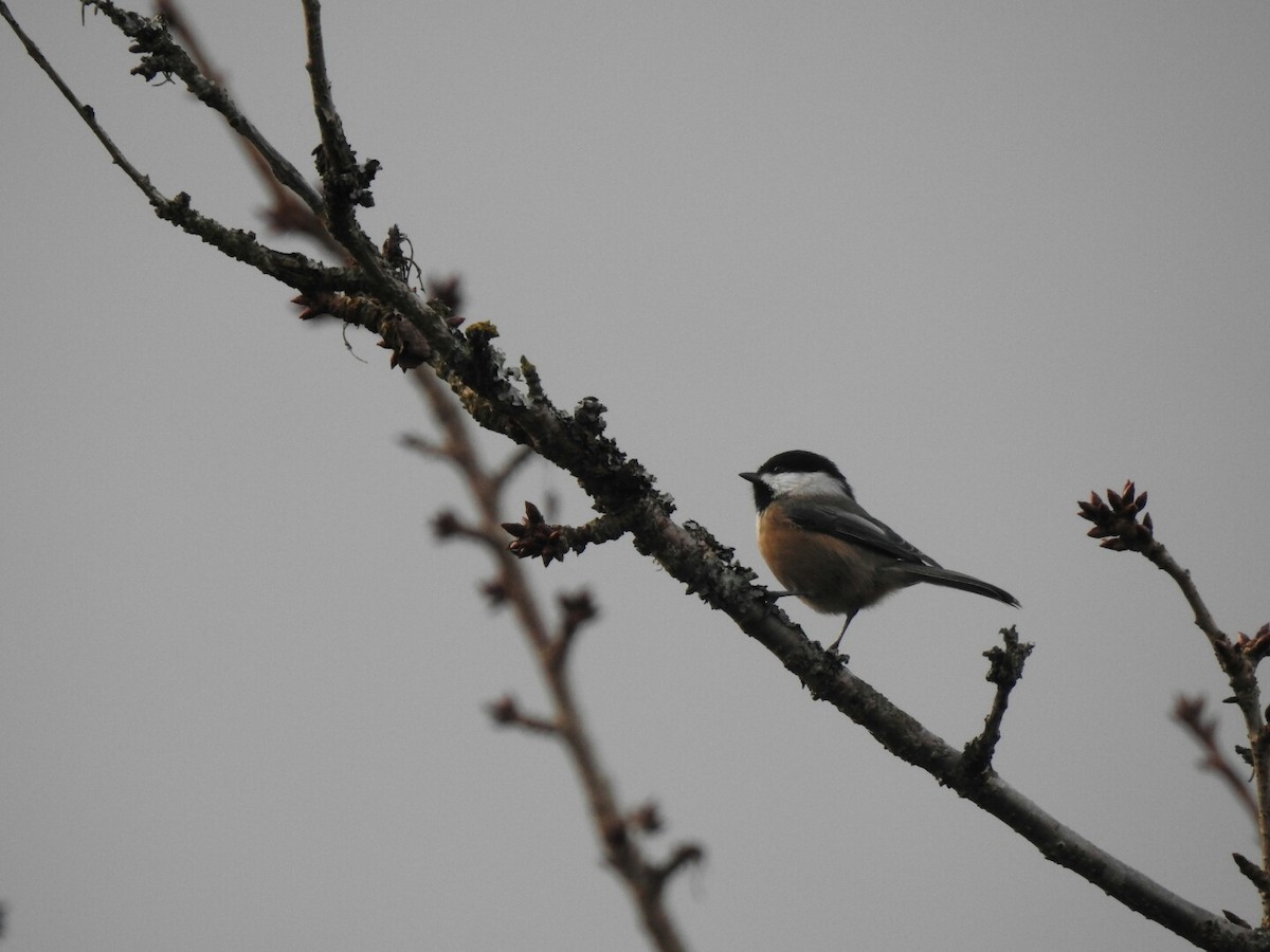 Black-capped Chickadee - Anonymous