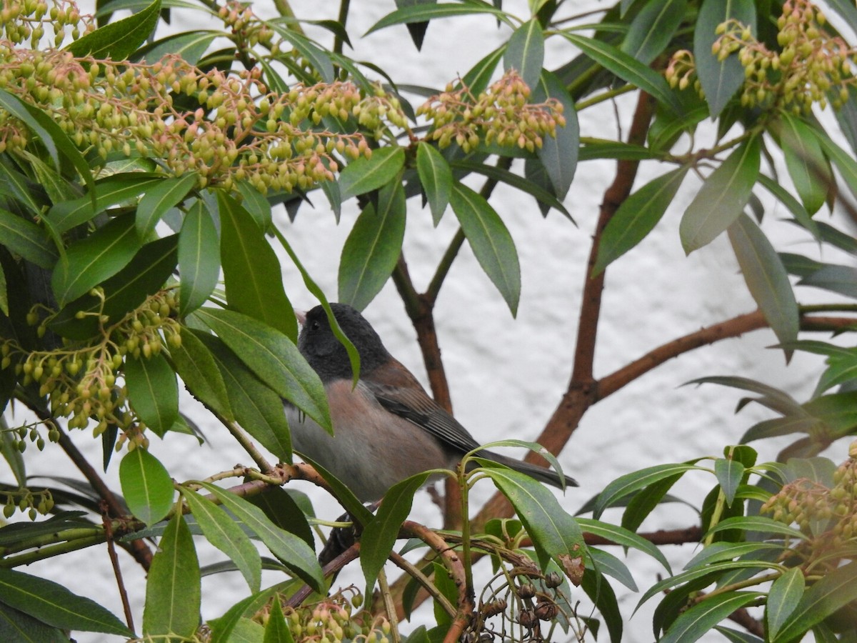 Dark-eyed Junco - ML46643081