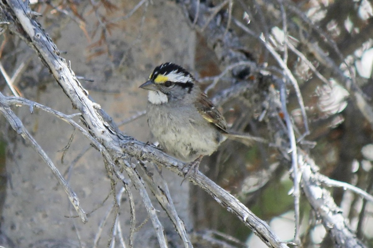 White-throated Sparrow - ML466432291