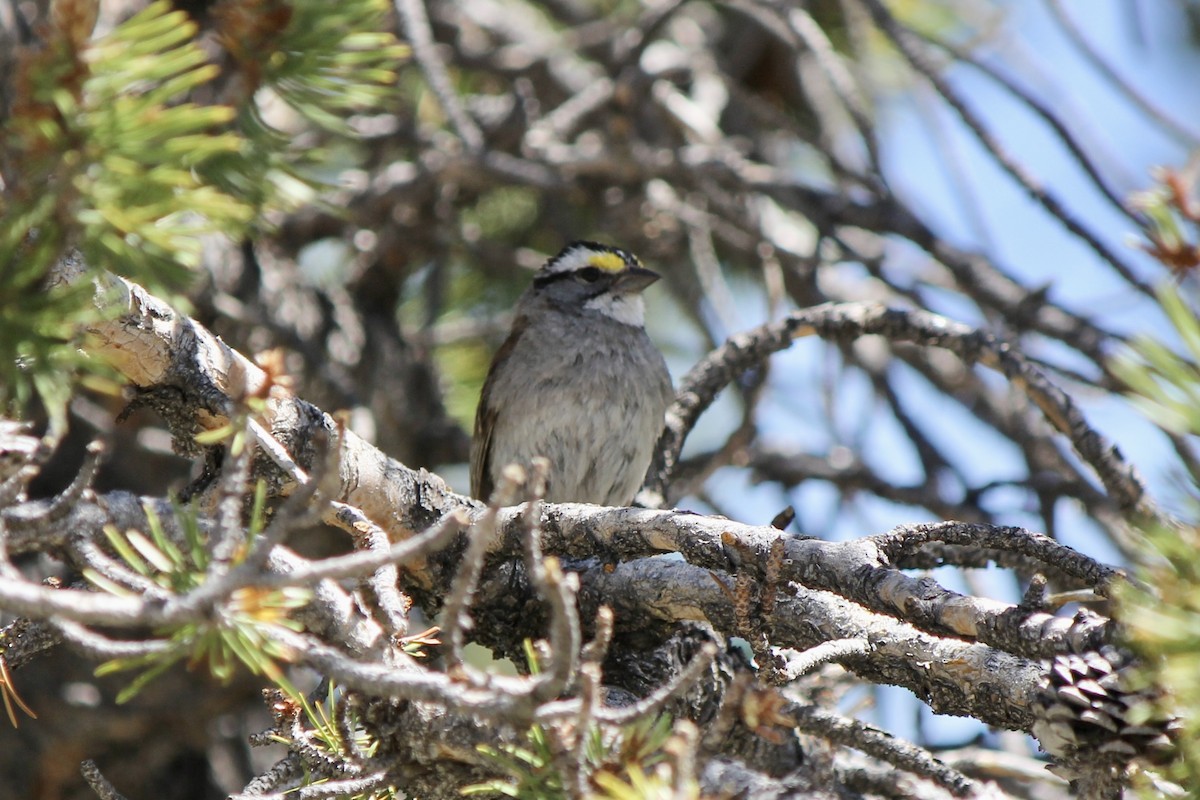 White-throated Sparrow - ML466432301