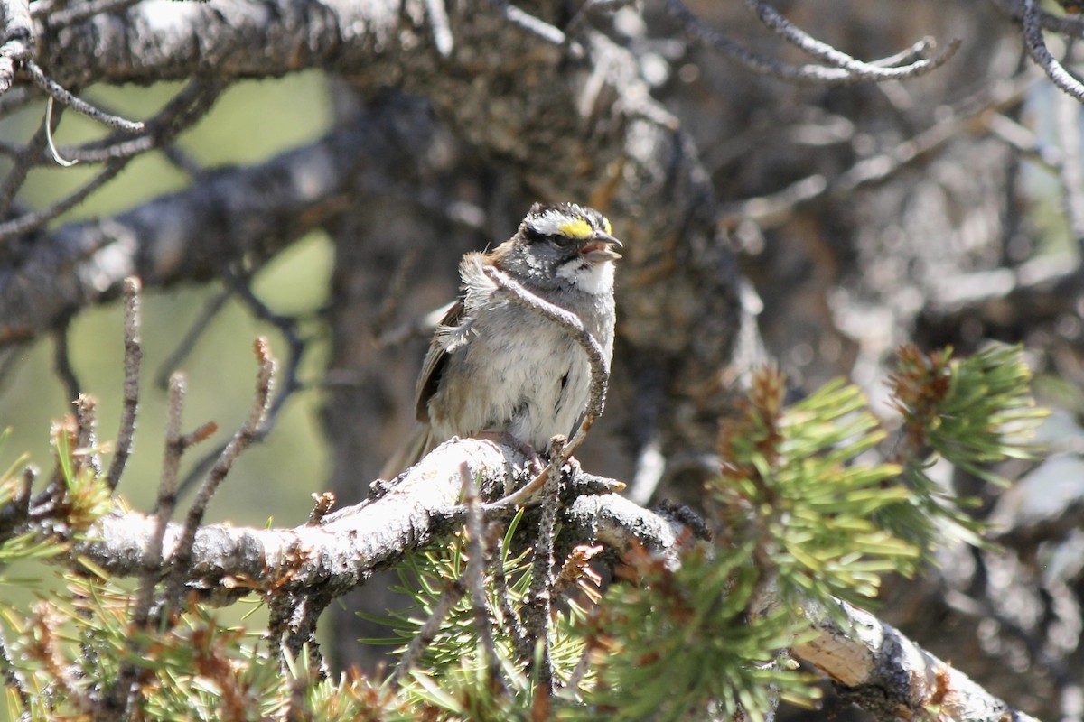 White-throated Sparrow - ML466432311