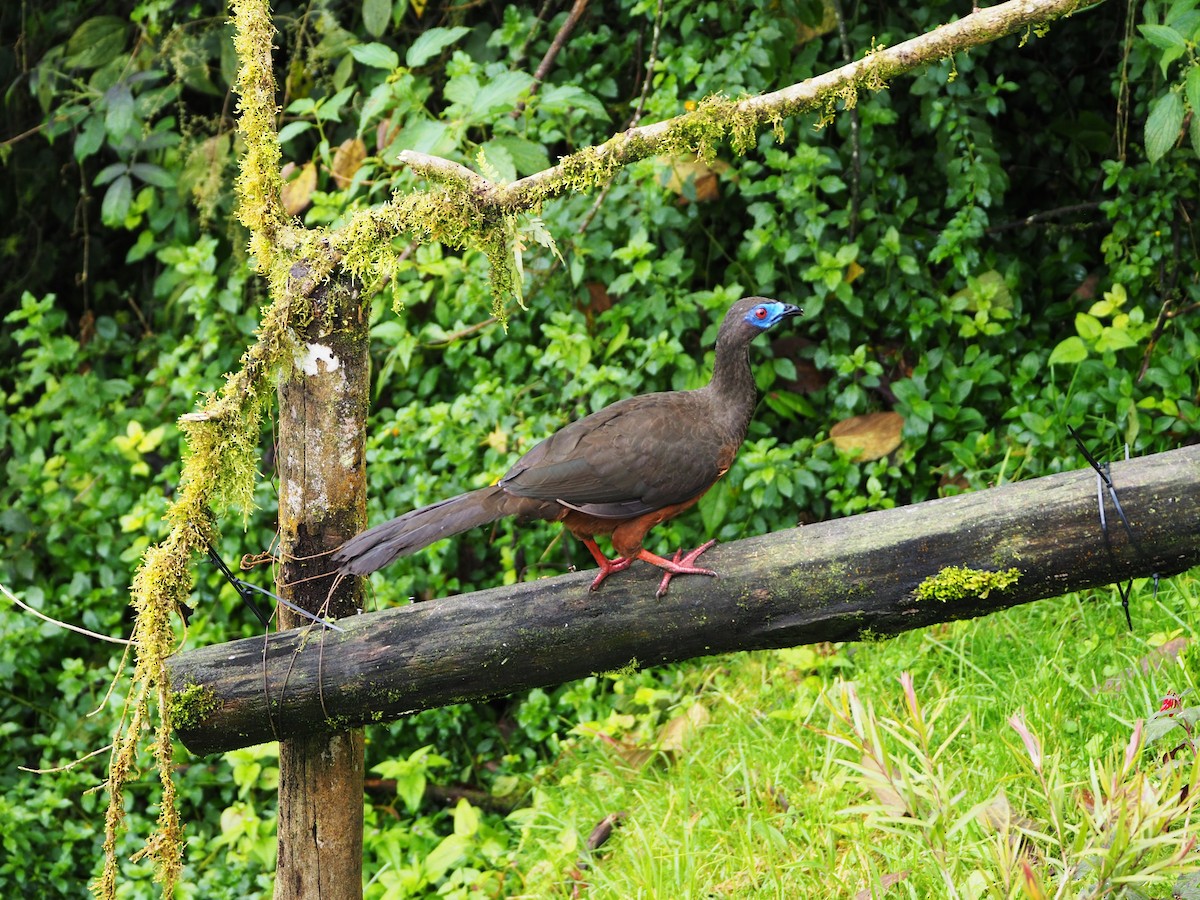 Sickle-winged Guan - ML466433851