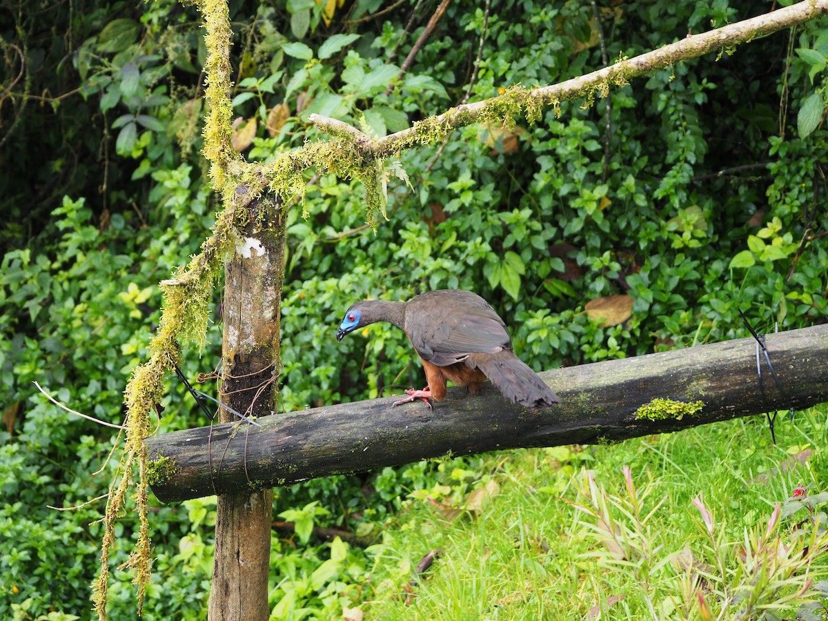 Sickle-winged Guan - ML466433881