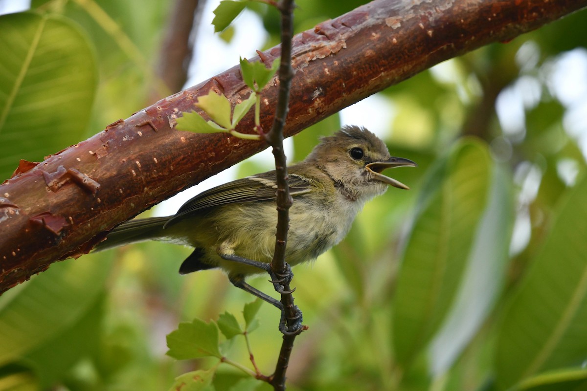 Thick-billed Vireo - ML466434671