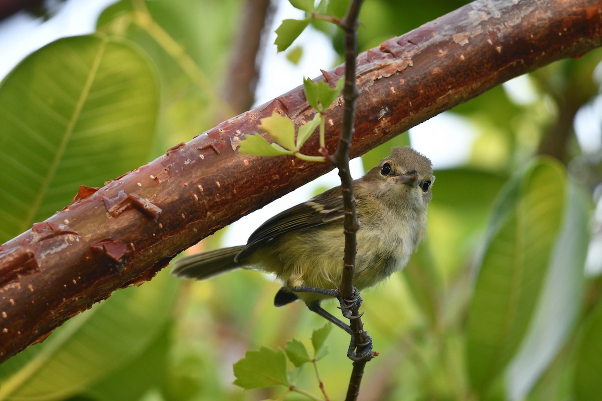 Thick-billed Vireo - ML466434681