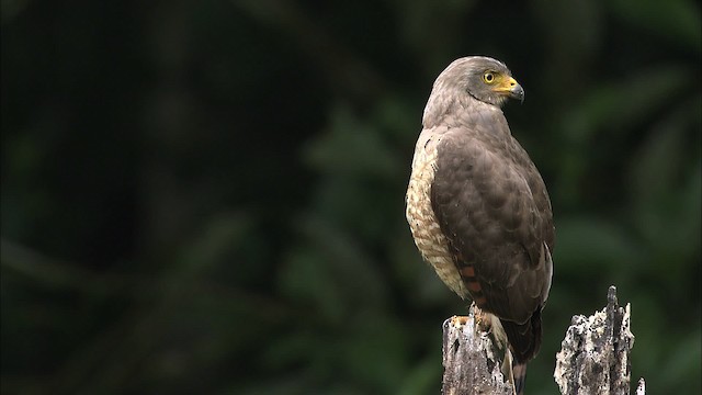 Дорожный канюк [группа magnirostris] - ML466436