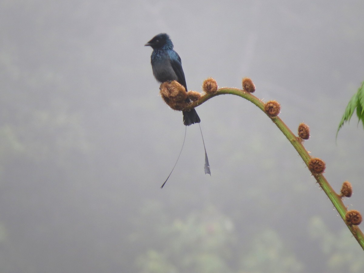 Lesser Racket-tailed Drongo - ML466436271