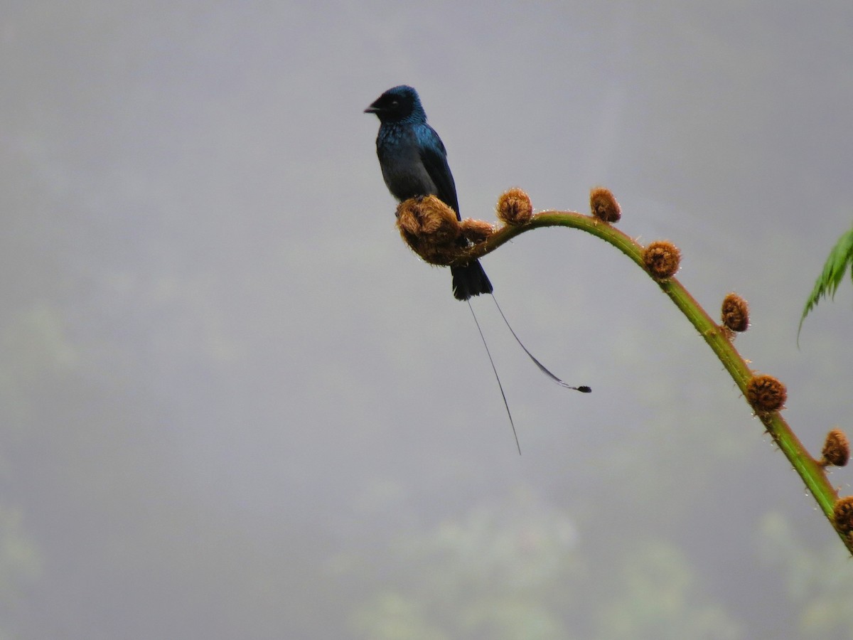 Lesser Racket-tailed Drongo - ML466436401