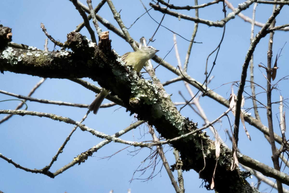 Planalto Tyrannulet - ML466436621