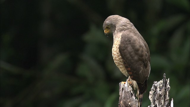 Дорожный канюк [группа magnirostris] - ML466437