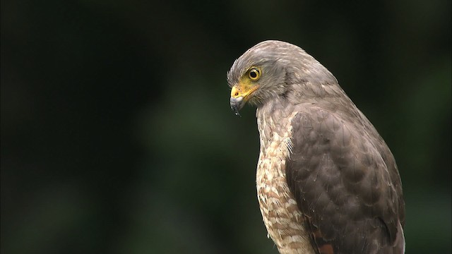 Roadside Hawk (Northern) - ML466438