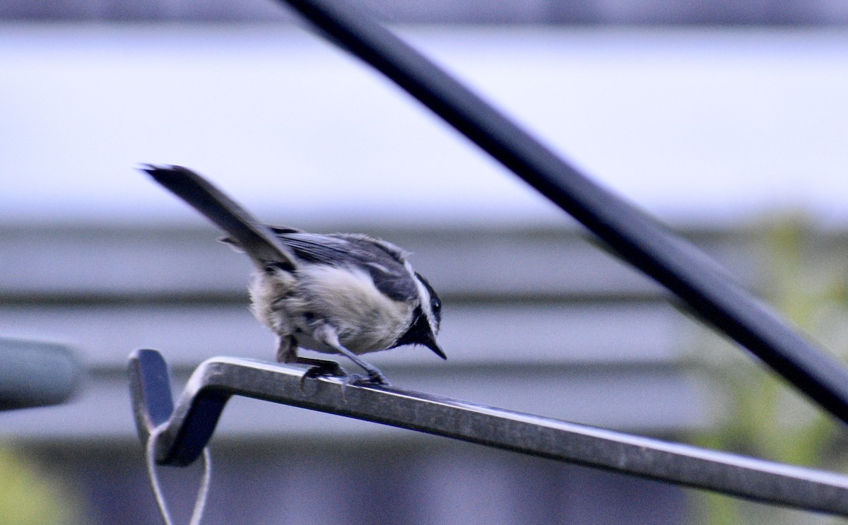 Black-capped Chickadee - ML466438651