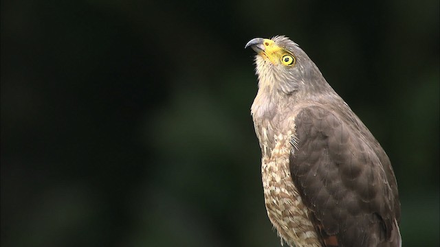 Roadside Hawk (Northern) - ML466439