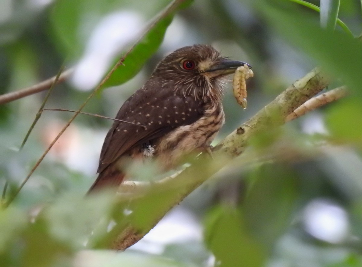 White-whiskered Puffbird - ML466439141