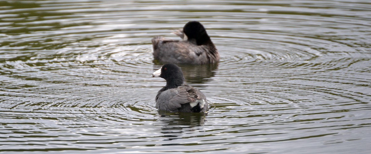 American Coot - ML466439151