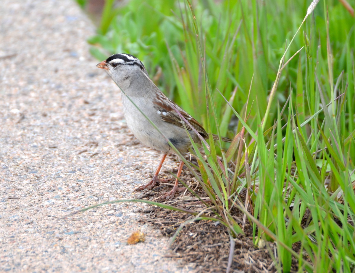 White-crowned Sparrow - ML466439181