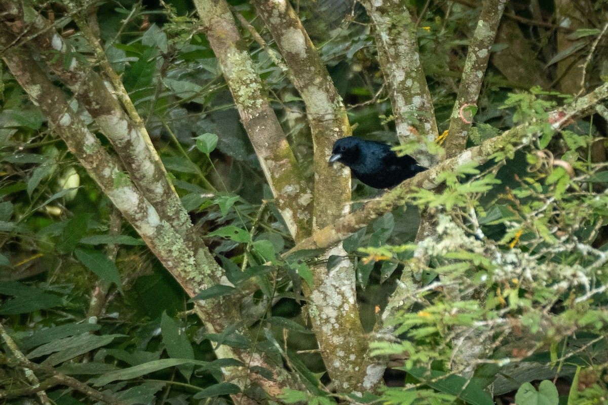 Ruby-crowned Tanager - ML466439201