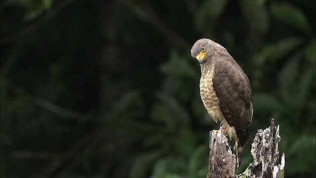 Roadside Hawk (Northern) - ML466441