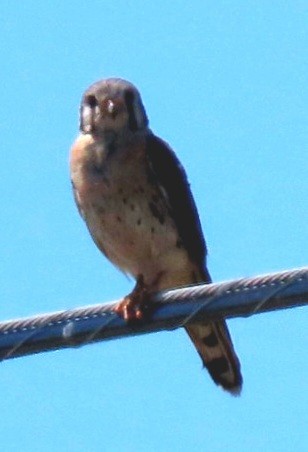 American Kestrel - ML466441101