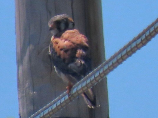 American Kestrel - Nancy Siegel