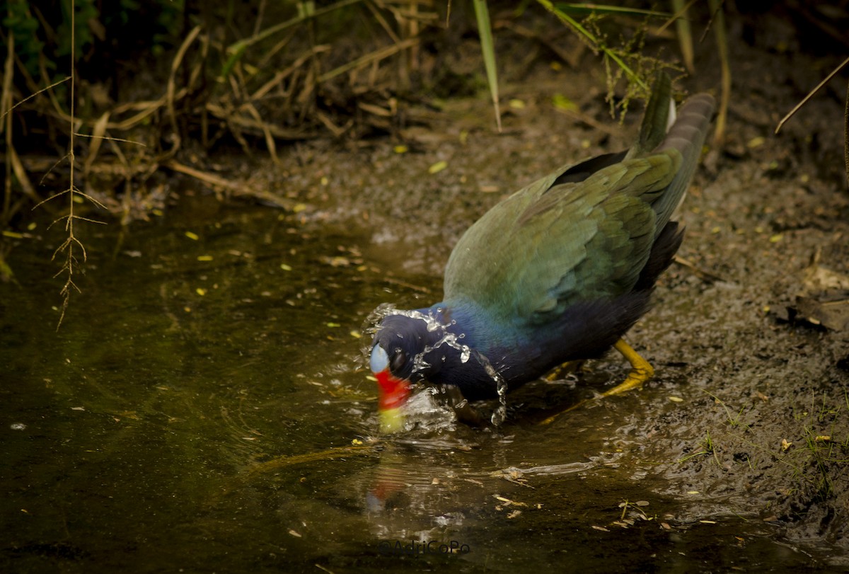 Purple Gallinule - ML466441571