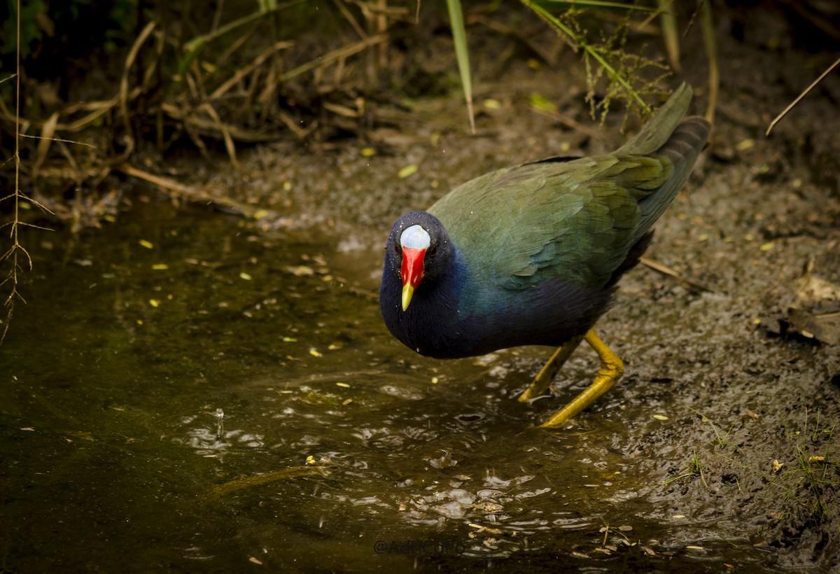 Purple Gallinule - Adriana Collazos