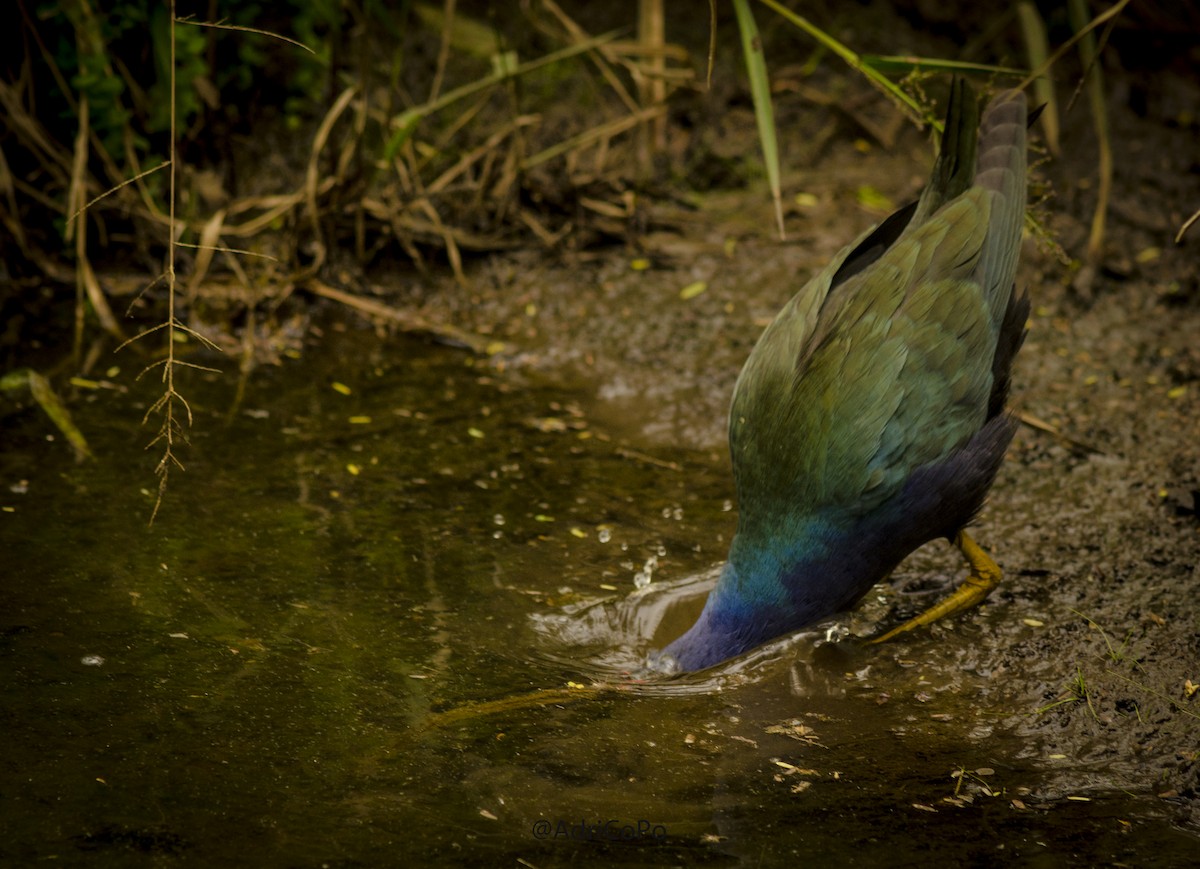 Purple Gallinule - ML466441611