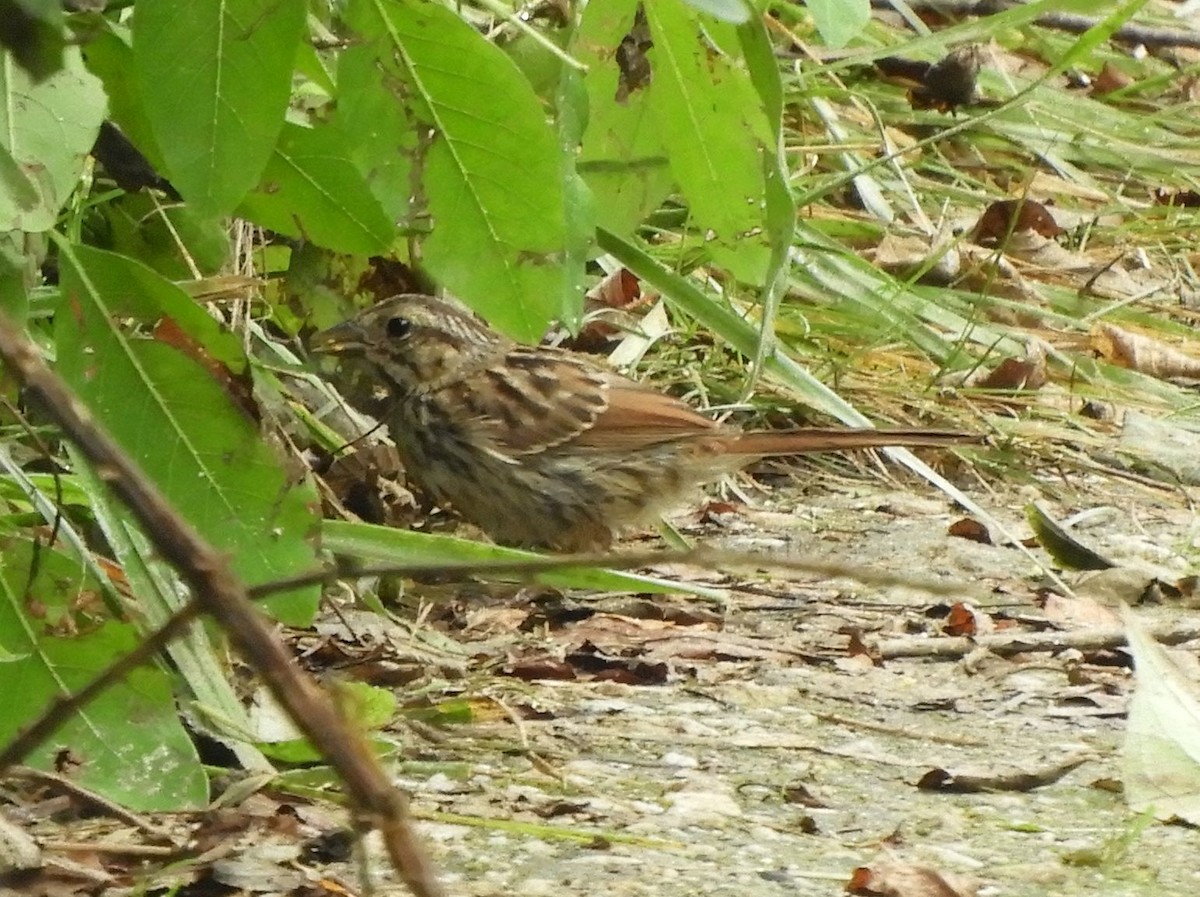 Song Sparrow - ML466441761