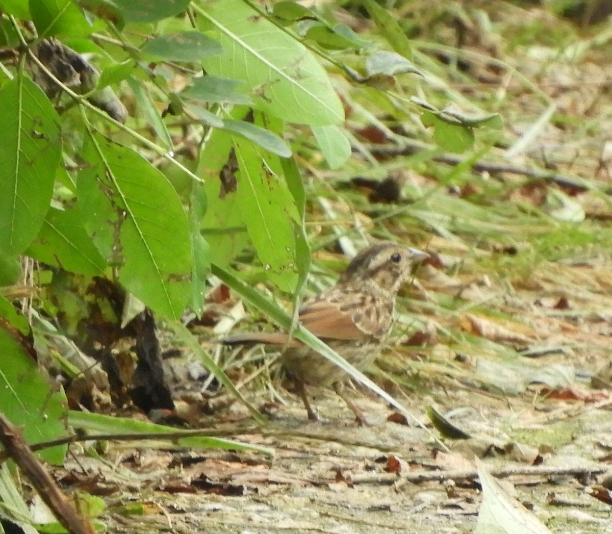 Song Sparrow - ML466441771