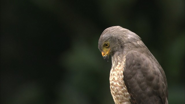 Roadside Hawk (Northern) - ML466442