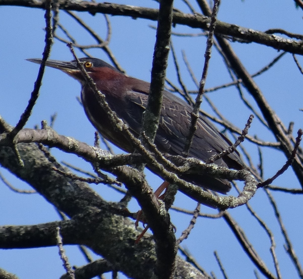 Green Heron - ML466442471