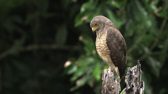 Roadside Hawk (Northern) - ML466443