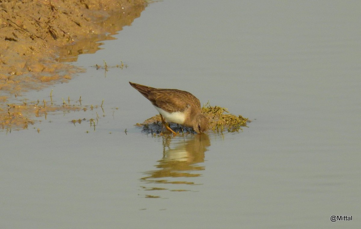 Temminck's Stint - ML46644431