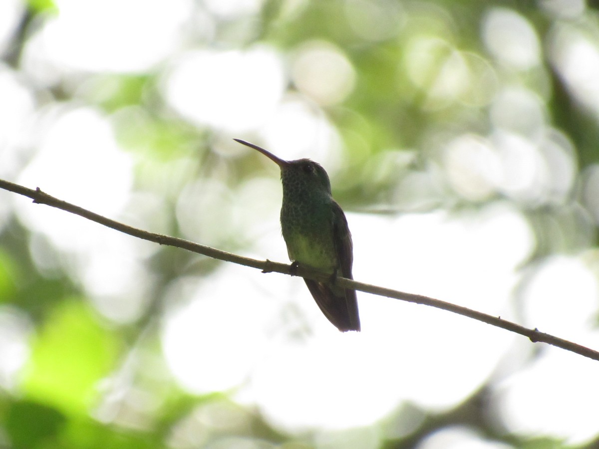 Honduran Emerald - ML466444471