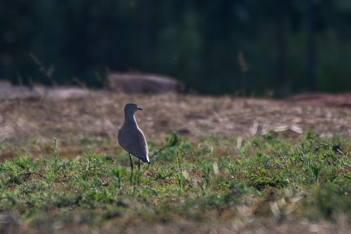 Senegal Lapwing - ML466444781