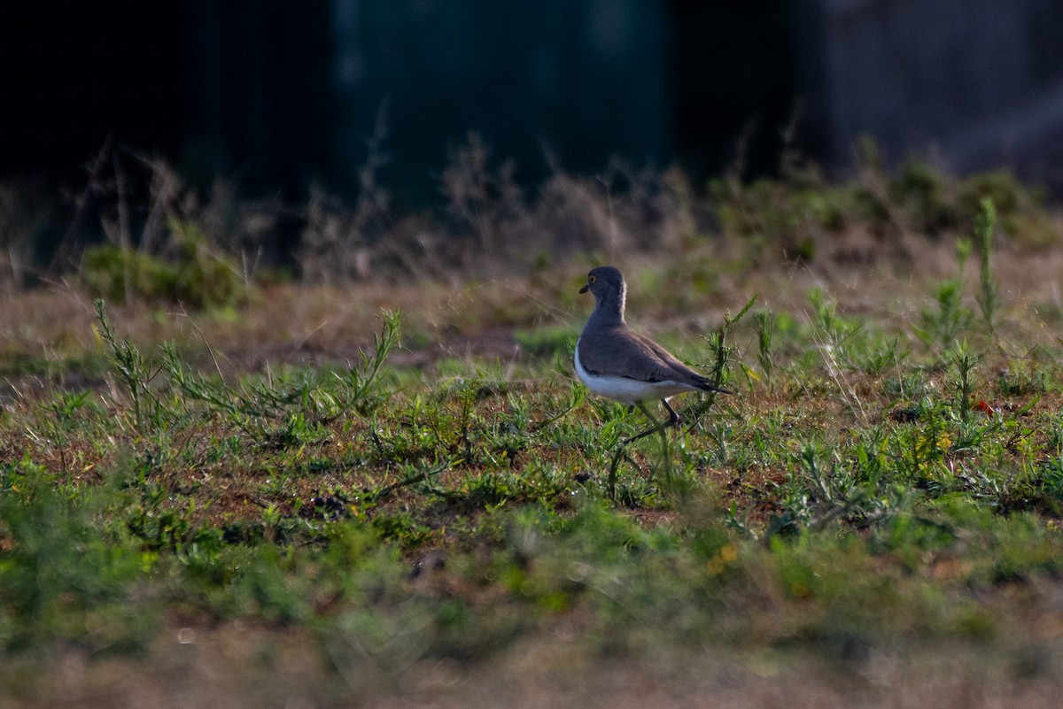 Senegal Lapwing - ML466444791