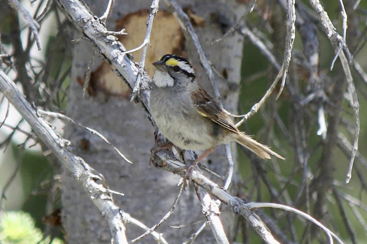 White-throated Sparrow - ML466445521