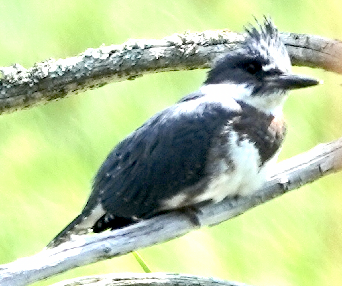 Belted Kingfisher - ML466445571