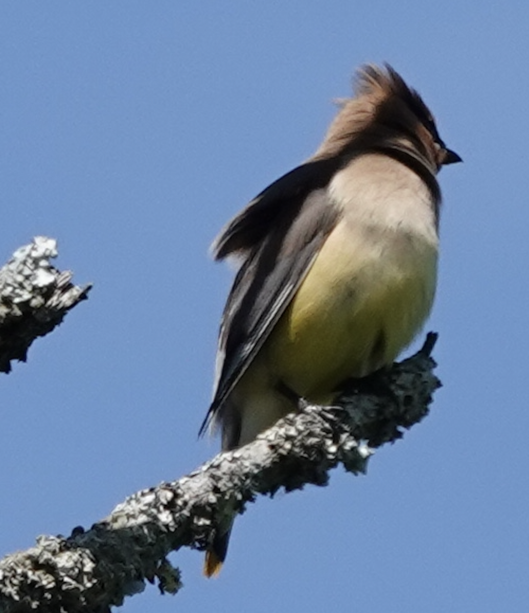 Cedar Waxwing - ML466445731