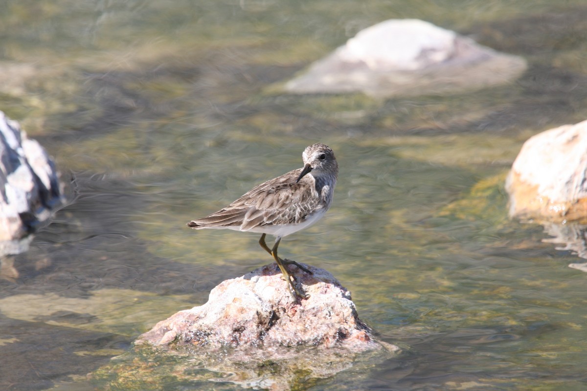 Wiesenstrandläufer - ML466446041