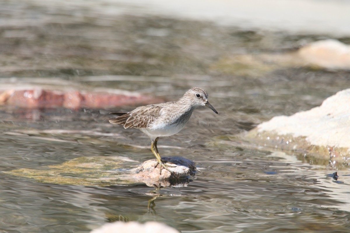 Least Sandpiper - ML466446051