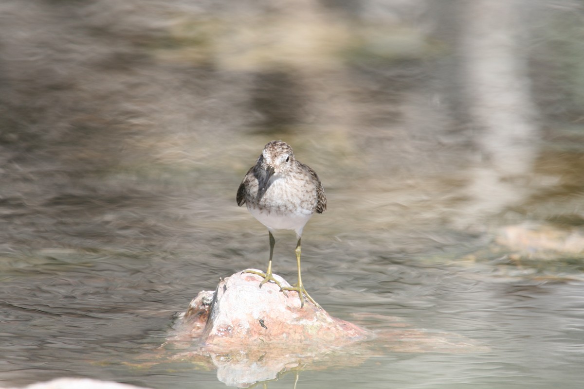 Least Sandpiper - Laurens Halsey