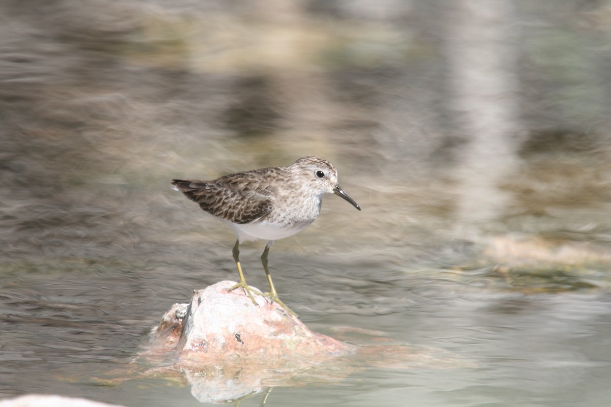 Least Sandpiper - ML466446071